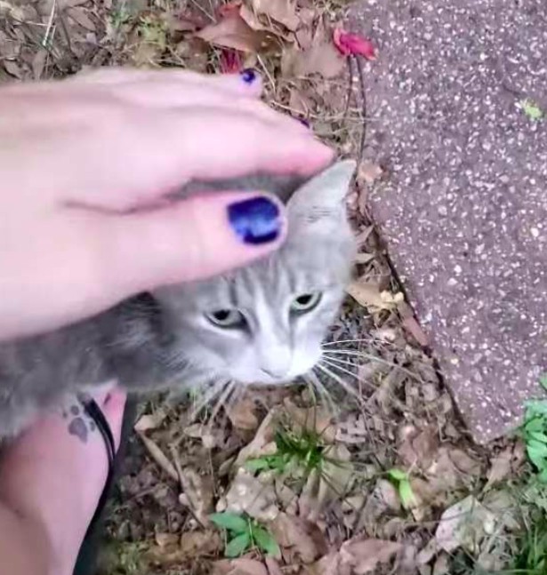 浪貓餵養,母貓,小貓,貓咪新聞