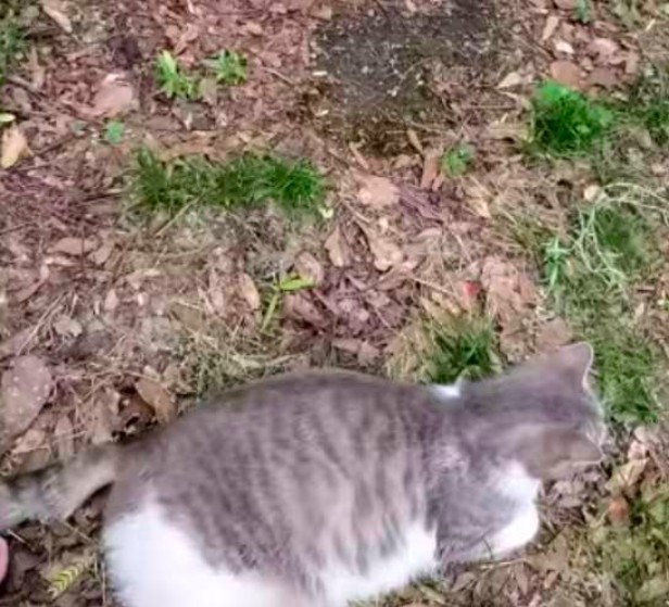 浪貓餵養,母貓,小貓,貓咪新聞