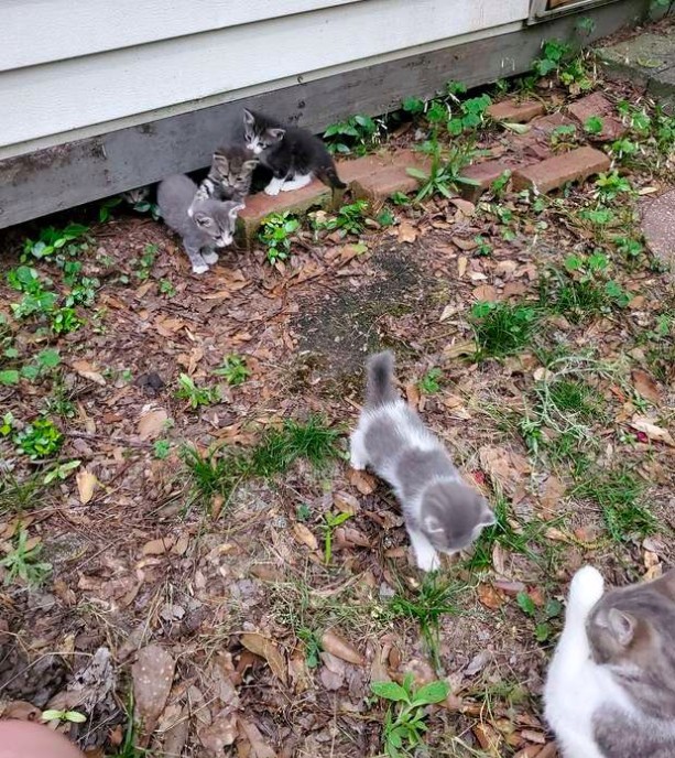 浪貓餵養,母貓,小貓,貓咪新聞