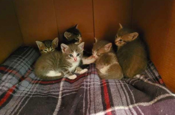 浪貓餵養,母貓,小貓,貓咪新聞