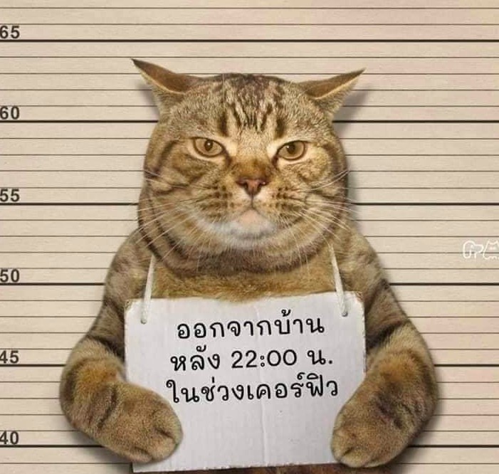 泰國,違反宵禁的貓,全球疫情