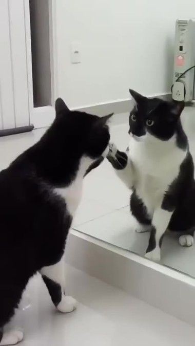 貓咪冷知識,鏡子認知測試