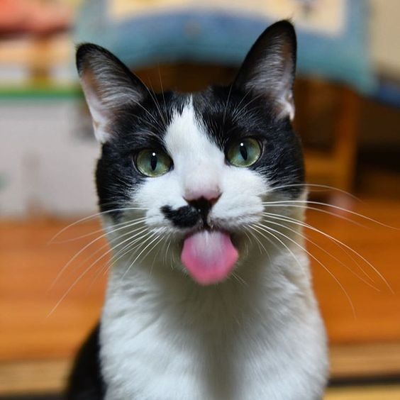 米克斯,哈士奇,賓士貓,個性分析