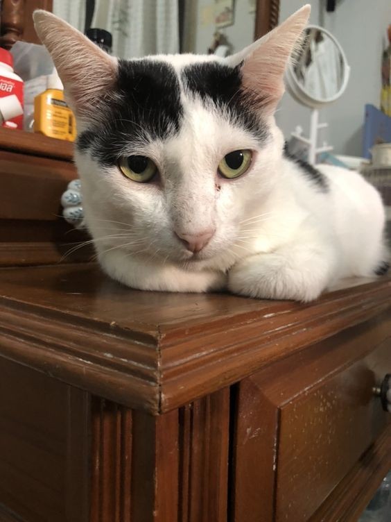 貓咪,收手手,貓咪行為