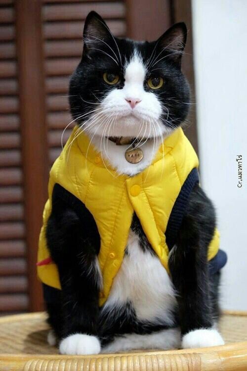 米克斯,哈士奇,賓士貓,個性分析