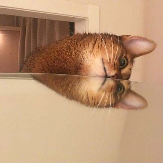 貓咪冷知識,鏡子認知測試