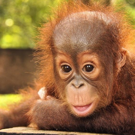 貓咪冷知識,鏡子認知測試