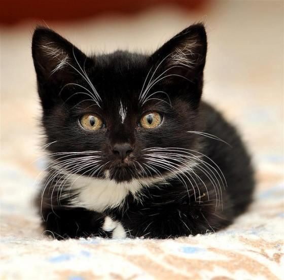 貓咪,收手手,貓咪行為