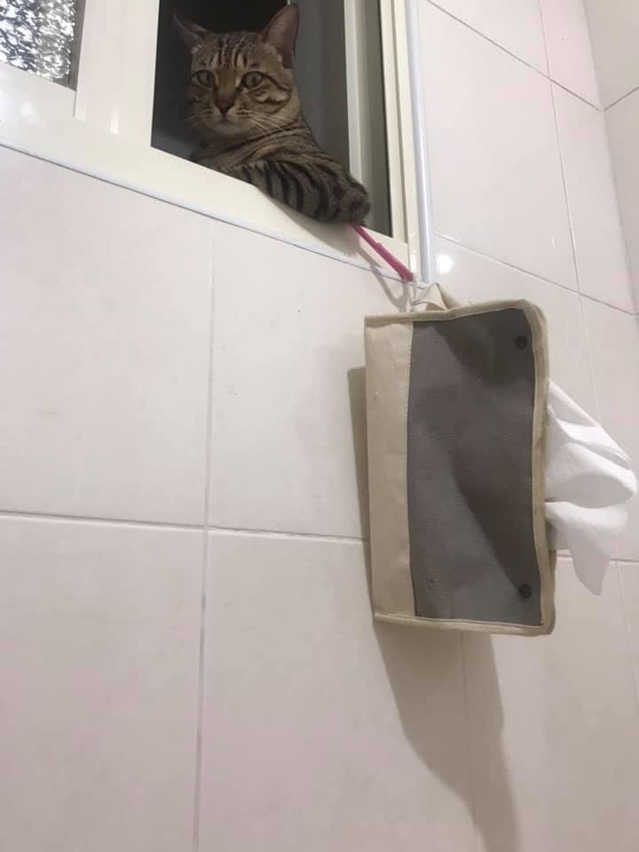貓咪看人上廁所