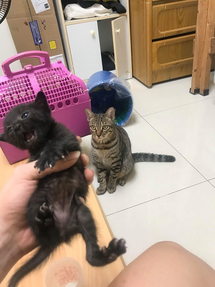 貓咪看人上廁所