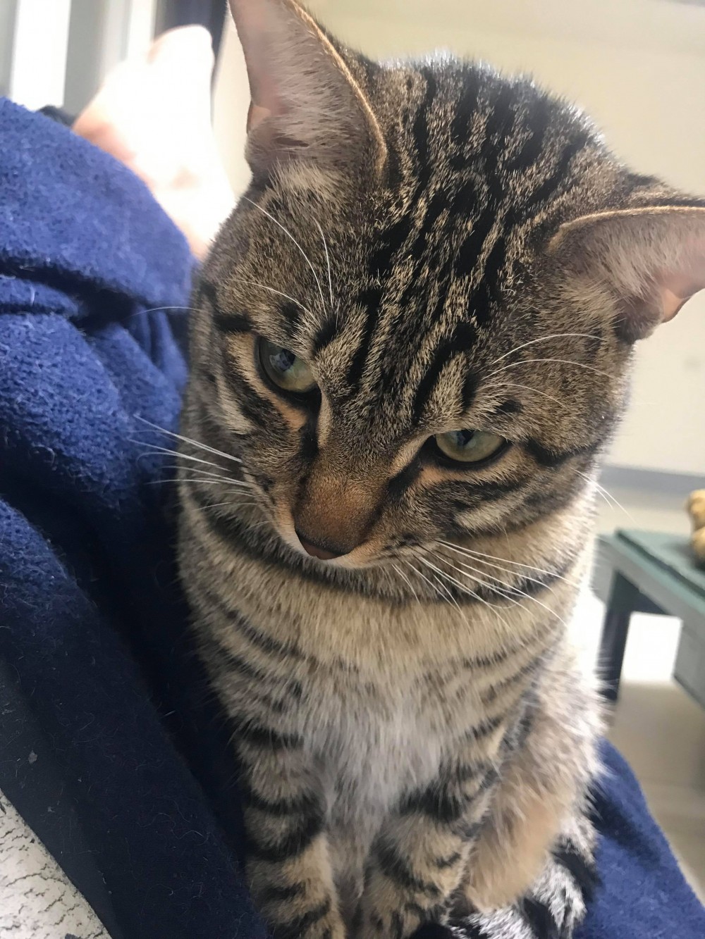 貓咪看人上廁所