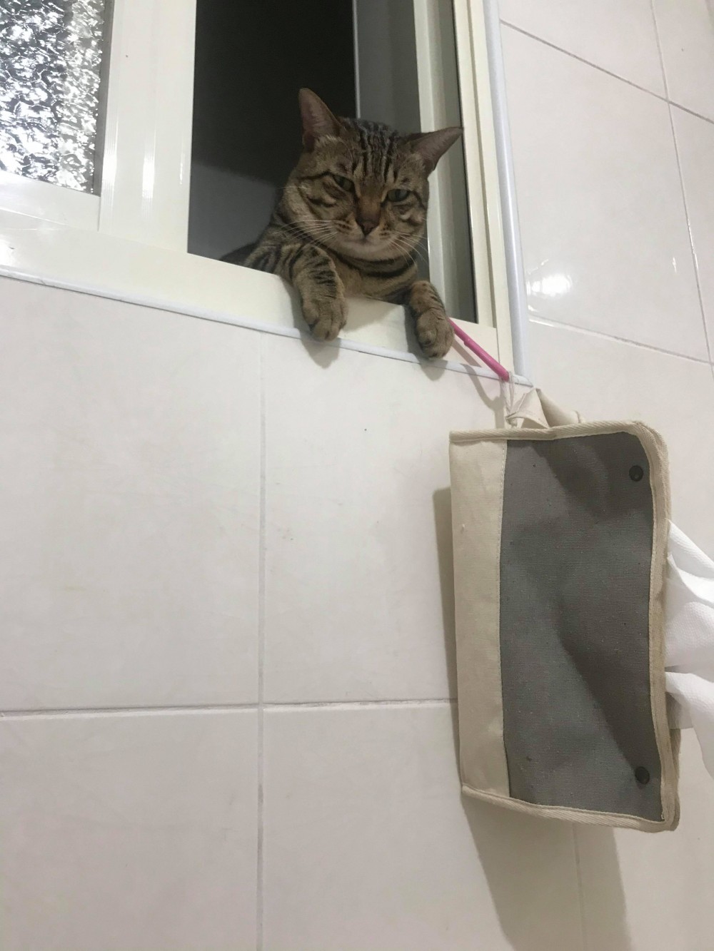 貓咪看人上廁所