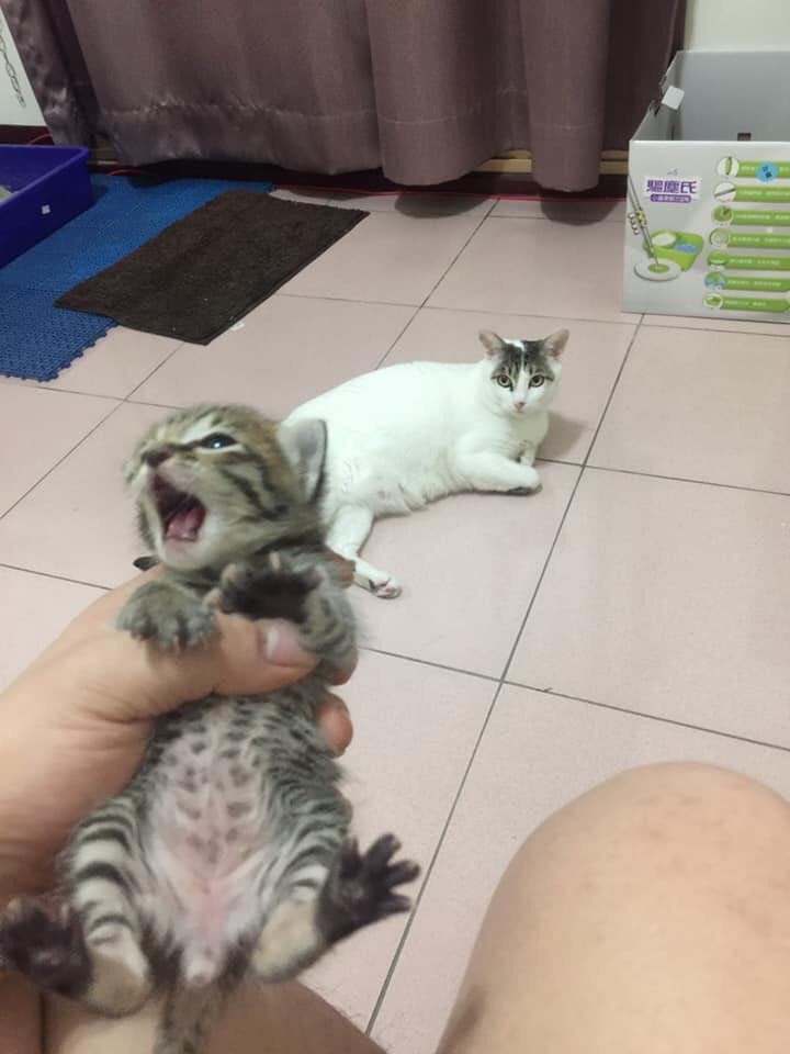 貓咪看人上廁所