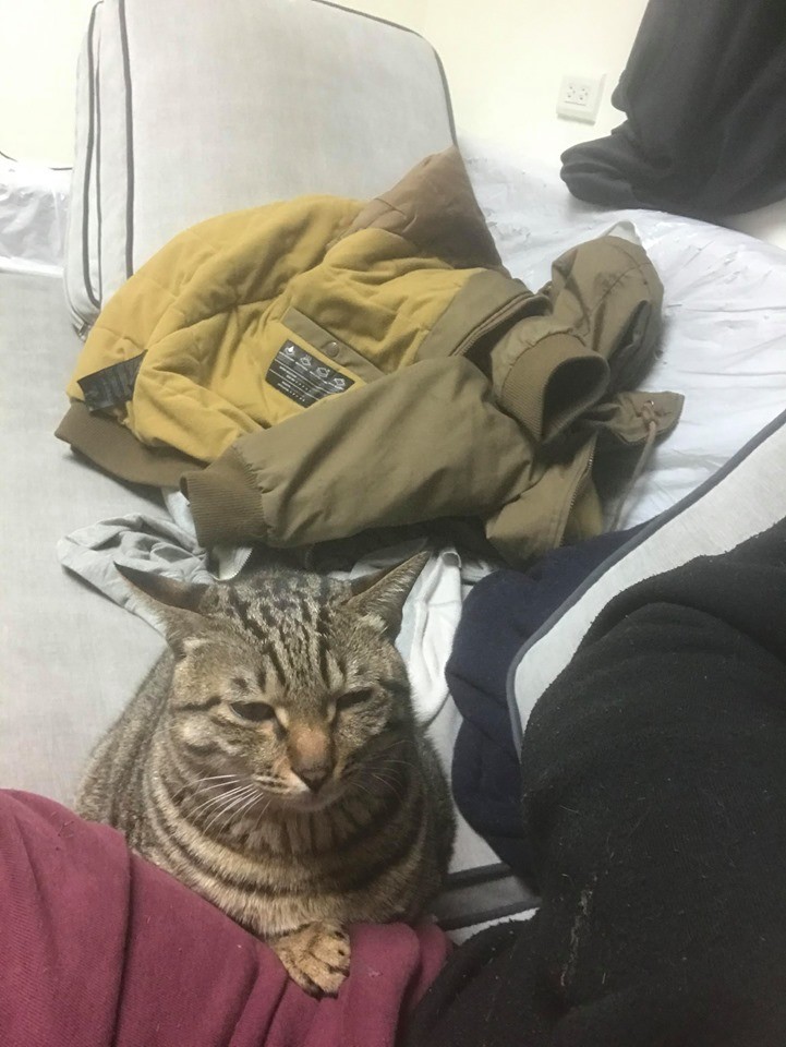 貓咪看人上廁所