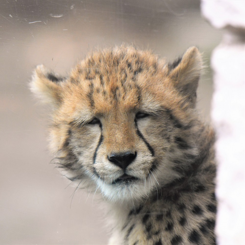 日本動物園,獵豹,推特熱文