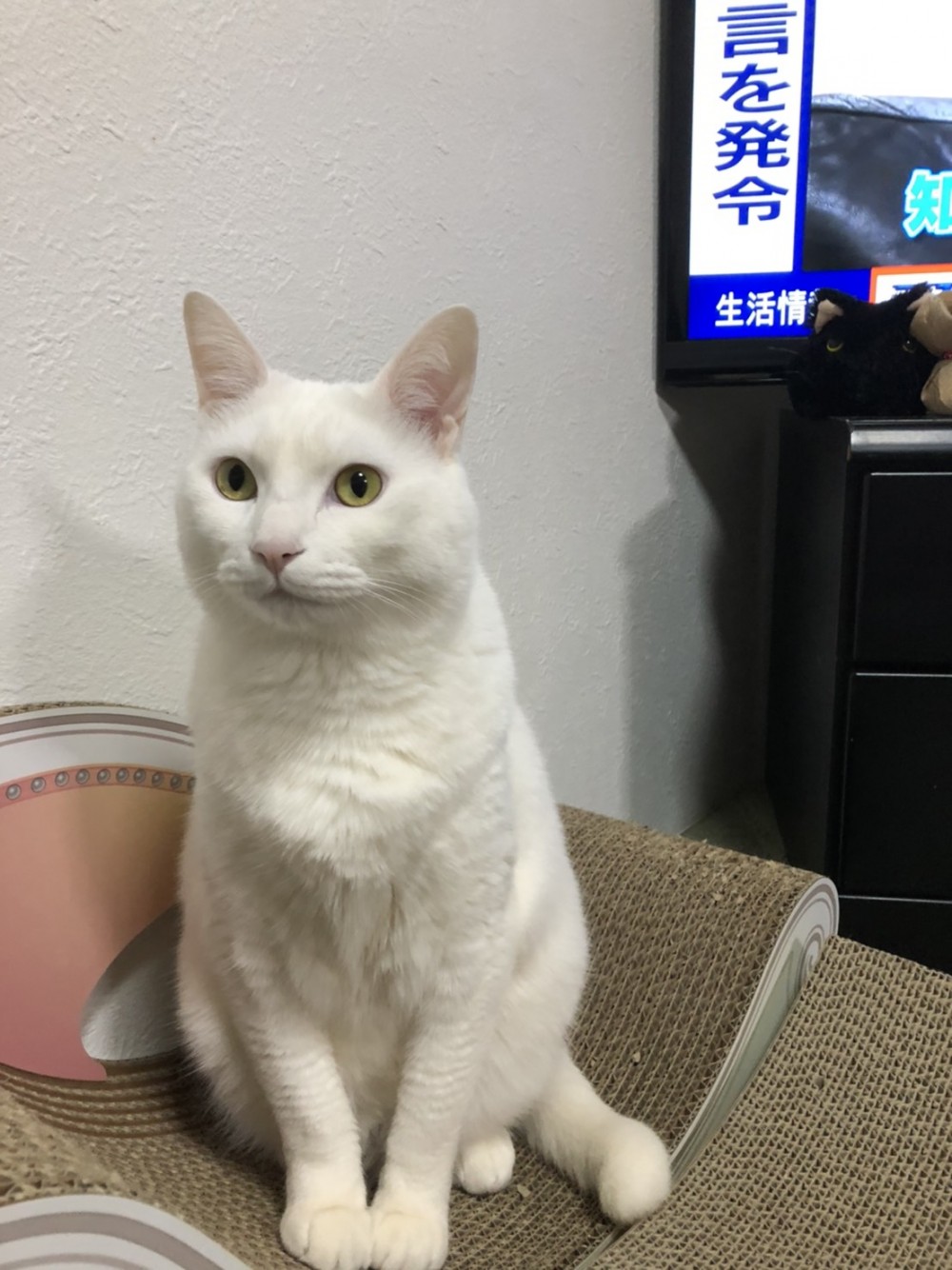 日本,貓奴,酒醉闖貓屋