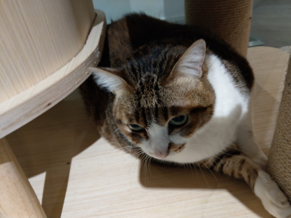 肉球森林,捷運東門站,台北貓咖啡廳,療癒貓咪