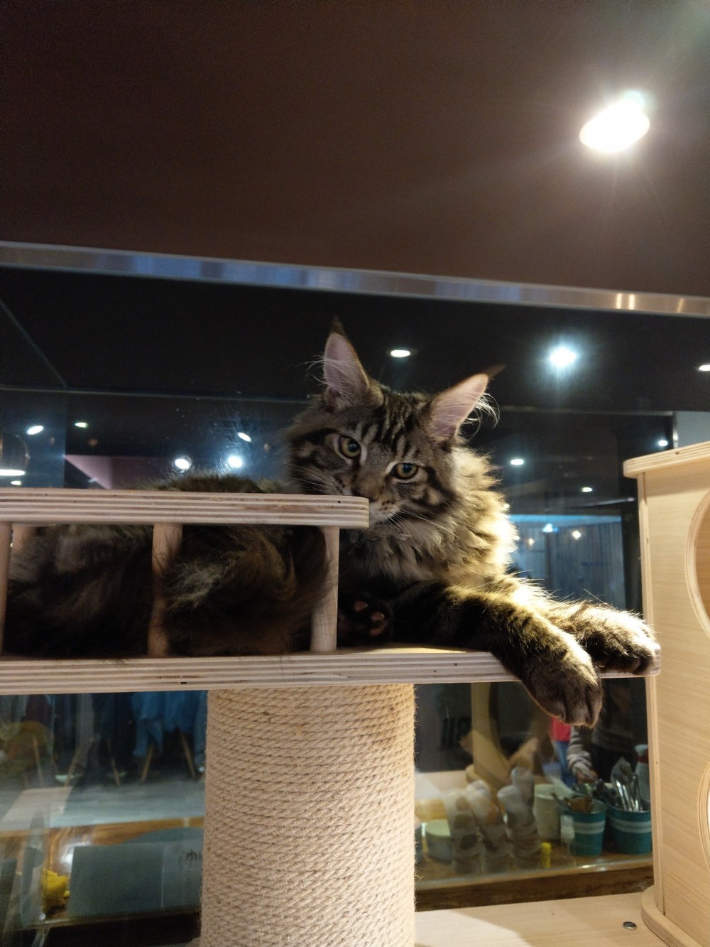 肉球森林,捷運東門站,台北貓咖啡廳,療癒貓咪