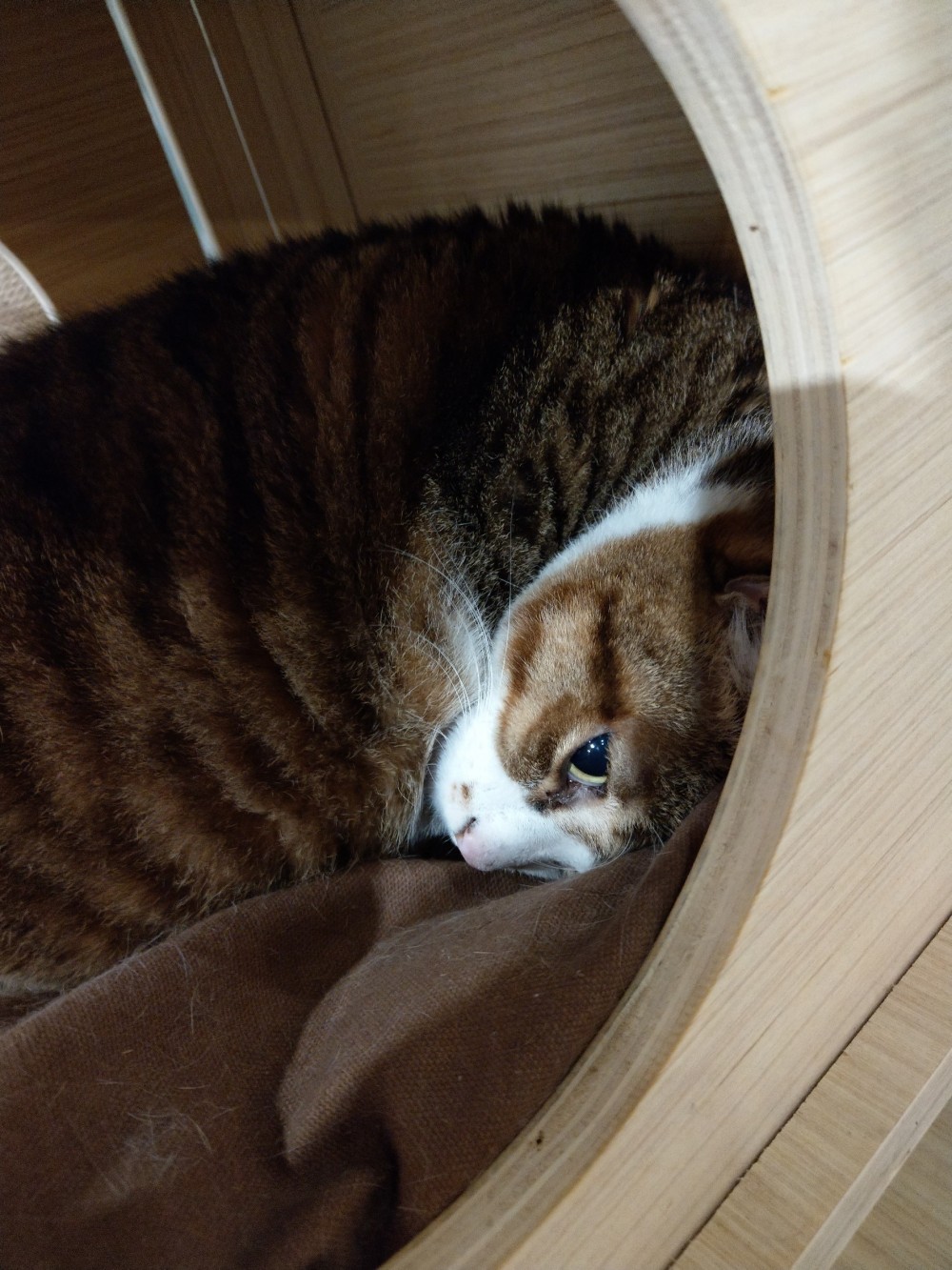 肉球森林,捷運東門站,台北貓咖啡廳,療癒貓咪