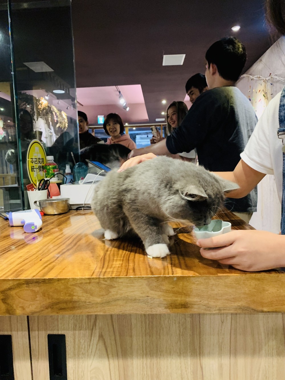 肉球森林,捷運東門站,台北貓咖啡廳,療癒貓咪