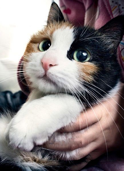 米克斯 三花貓7 大個性分析 撒嬌 兇悍 有公主病 卻讓人愛的牙癢癢 Catcity 貓奴日常