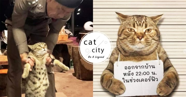 違反禁令被捕！泰國貓咪領牌拍「囚犯照」，笑翻網友：一看就是混過的！
