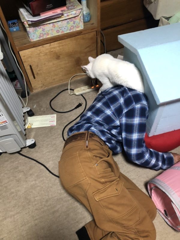 日本,貓奴,酒醉闖貓屋