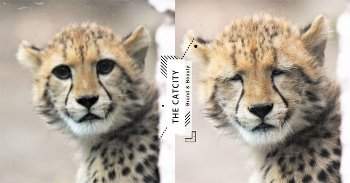 一秒變諧星！日本獵豹被偷拍「眯眼衰臉」醜照曝光　笑翻網友：形象都沒了啦