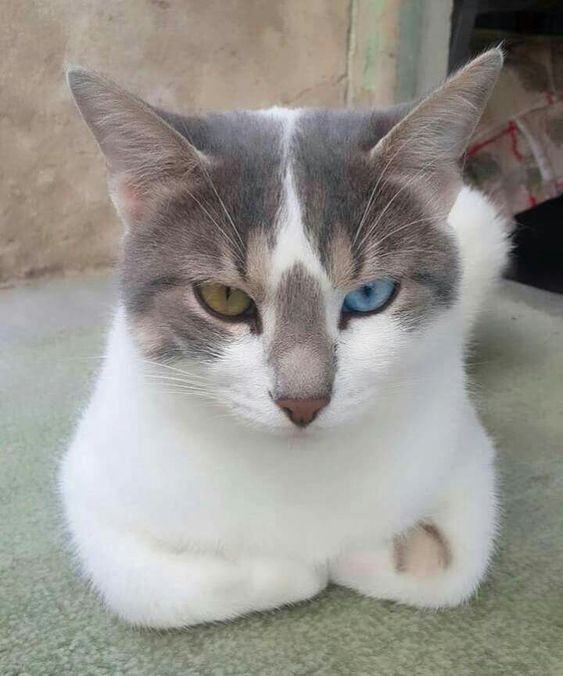 貓咪,收手手,貓咪行為