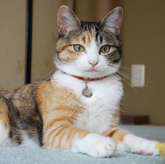 米克斯 三花貓7 大個性分析 撒嬌 兇悍 有公主病 卻讓人愛的牙癢癢 Catcity 貓奴日常