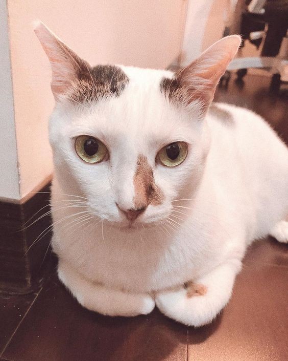 貓咪,收手手,貓咪行為