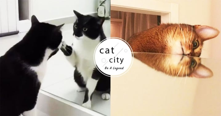 【貓咪冷知識】貓能認出鏡中的自己嗎？紐約心理學家研究結果驚人！
