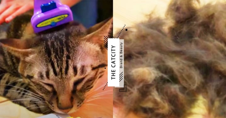 【貓毛梳推薦】Youtuber實測TOP4！抓毛力強，好梳又不飛毛，貓奴絕對要有的梳毛神器！