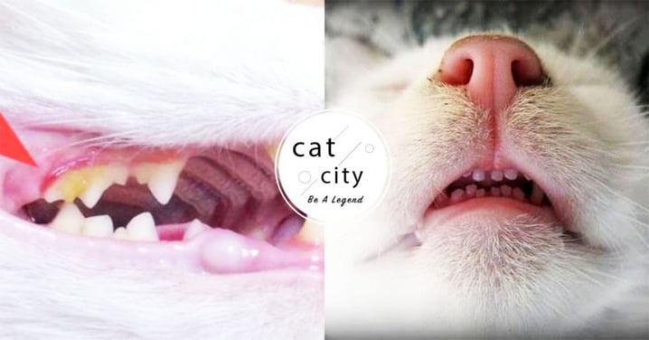 【貓咪口炎症狀】貓牙齒有無問題？「食慾差、口水濃」這 5 種情況要注意
