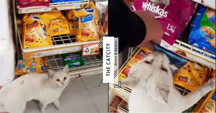 聰明浪貓愛在商店前「堵人」，路人竟被帶到「貓糧區」：快掏錢，朕要這個！
