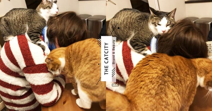 疫情大爆發！日本推主「在家上班」被騷擾慘況，兩隻貓前後夾攻：陪偶玩～