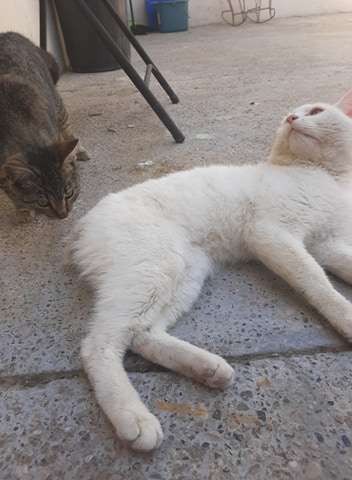 美國墨西哥,浪貓,討食