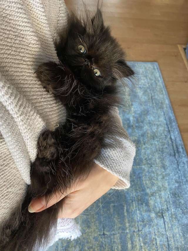 美國,貓咪,短腿波斯