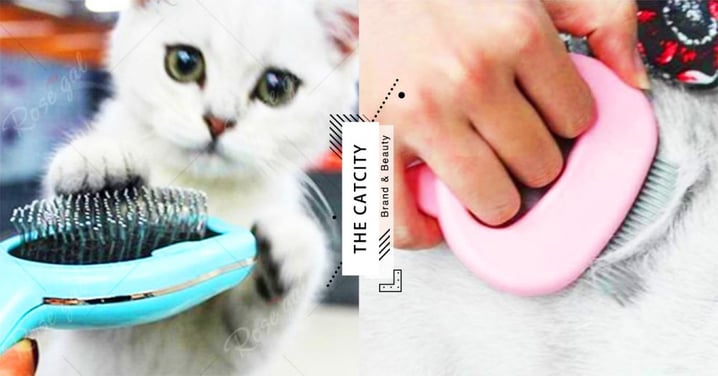 【換毛季梳子怎麼選】6 款貓毛梳基本介紹，原來長毛、短毛貓用的梳子大不同！