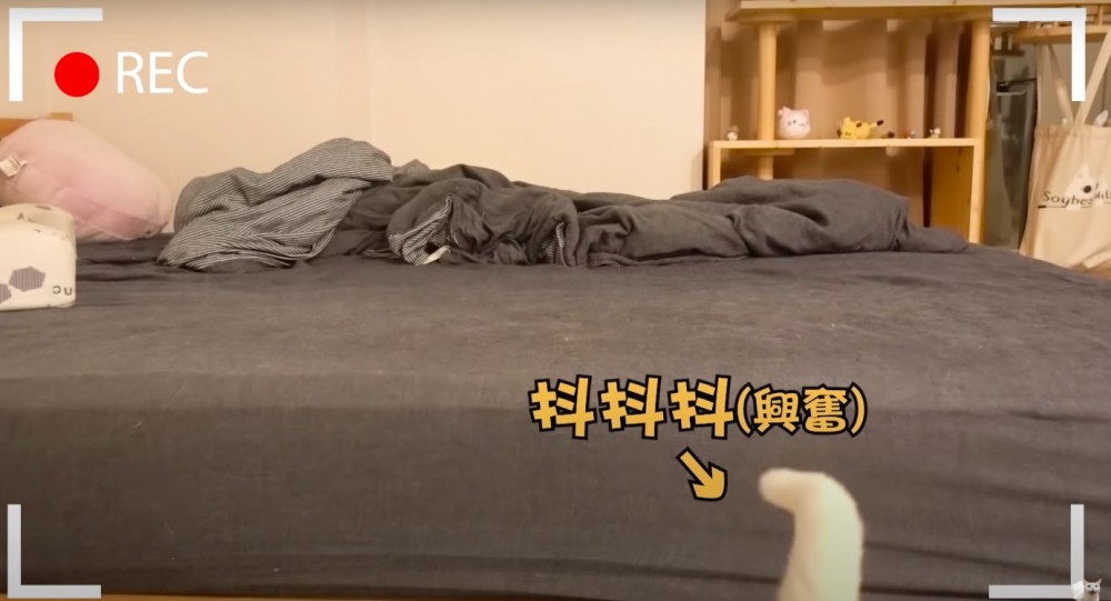 貓尾震動,響尾蛇,貓行為