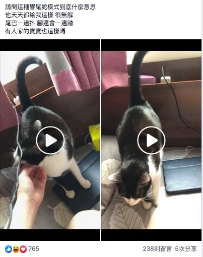 貓尾震動,響尾蛇,貓行為