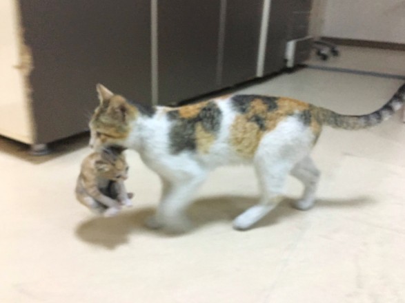 土耳其,急診室,母貓叼小貓