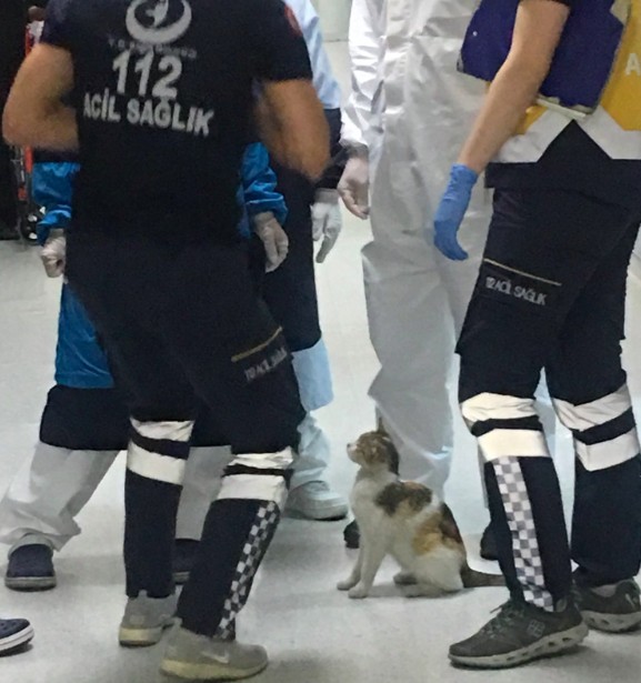 土耳其,急診室,母貓叼小貓