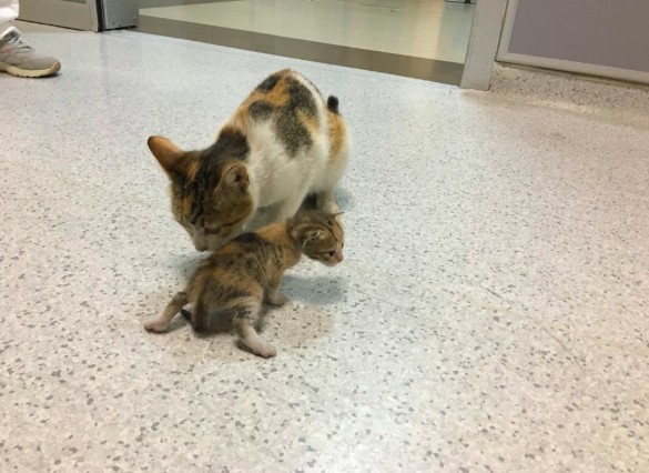 土耳其,急診室,母貓叼小貓