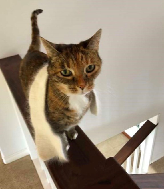 貓咪披圍巾,虎斑貓