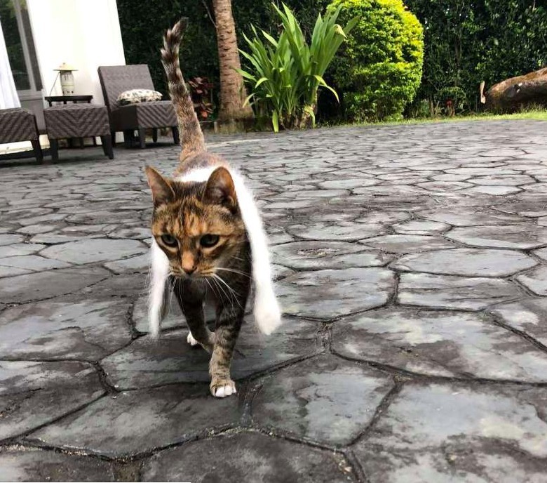 貓咪披圍巾,虎斑貓