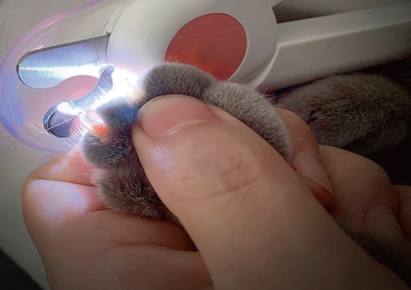 剪指甲,貓咪,新手貓奴