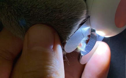 剪指甲,貓咪,新手貓奴