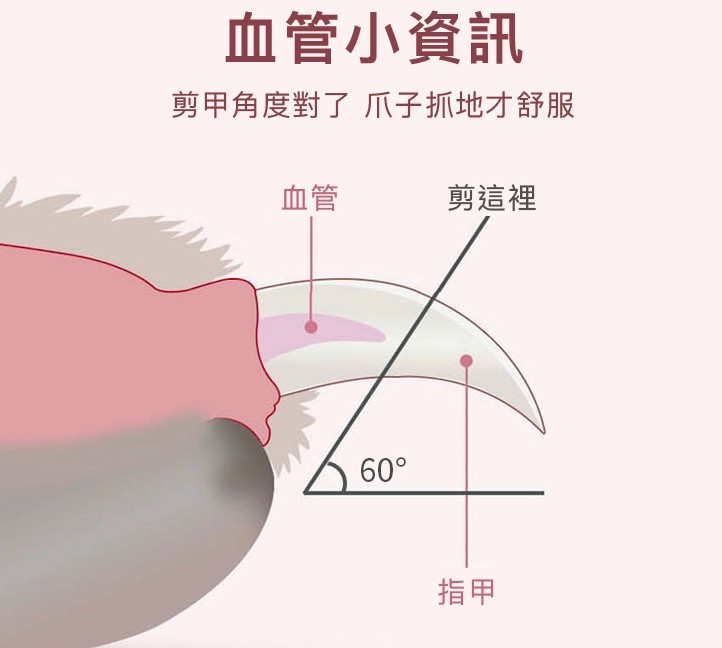 剪指甲,貓咪,新手貓奴