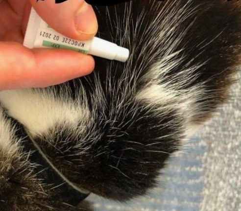 貓咪除蚤,跳蚤,抗蚤大作戰